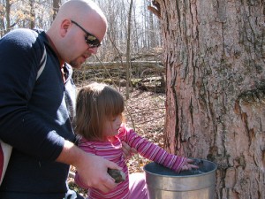 maple sugaring