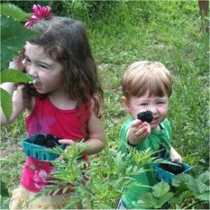 blackberry picking