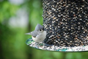 Tufted Titmouse at a Wire Feeder