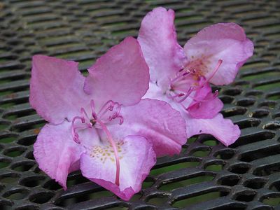 Rhododendron Flower