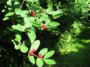 Red Fire Thorn Berries