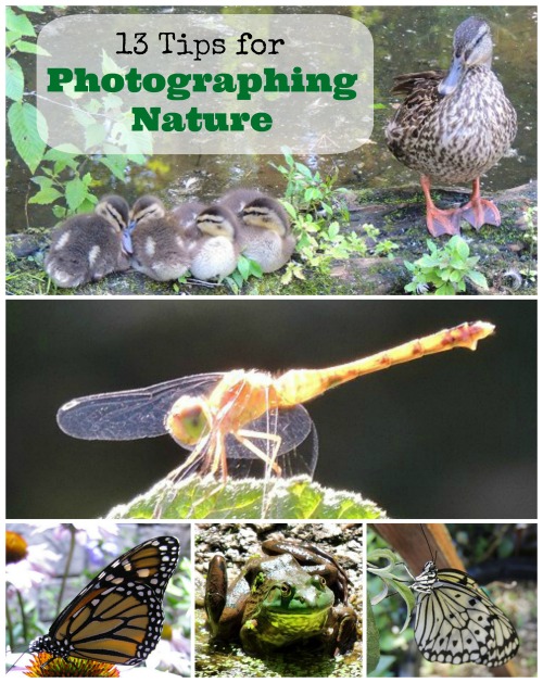 Tips for Photographing Nature