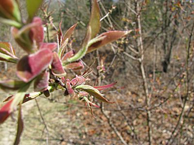 Spring Buds by Candace Lindemann